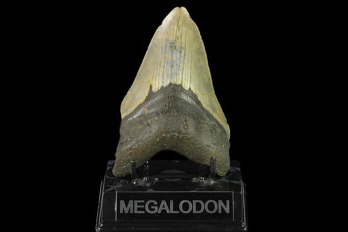Fossil Megalodon Tooth - North Carolina #124931